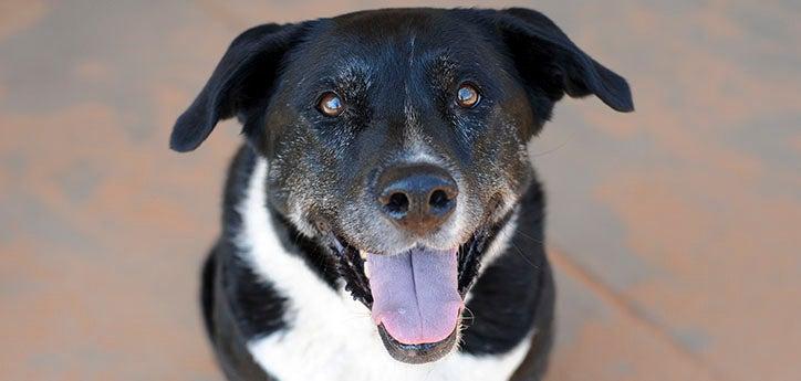 black-and-white dog looking up and smiling