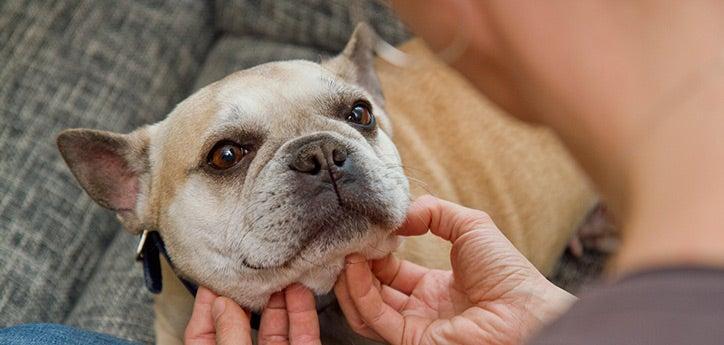 Olive the French bulldog looking up and enjoy chin scratches