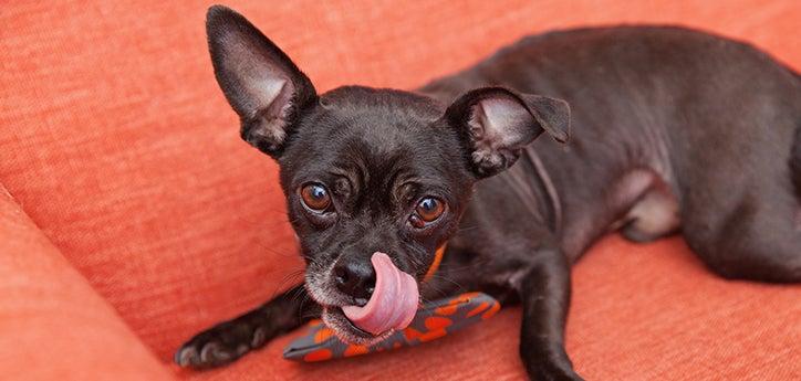 small black dog lying down and licking his lips