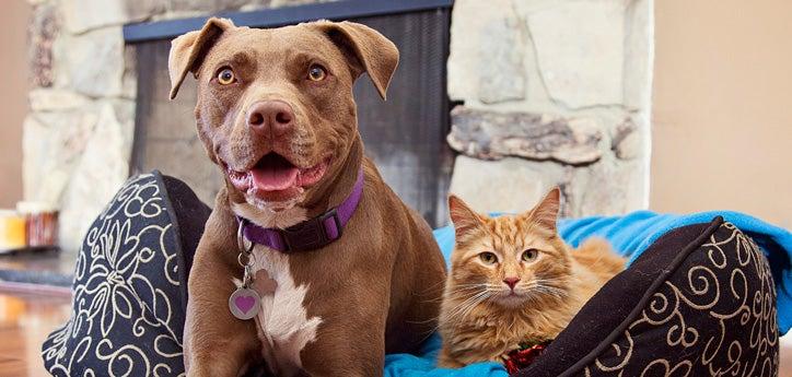 Brown pit bull and orange tabby cat sitting next to each other