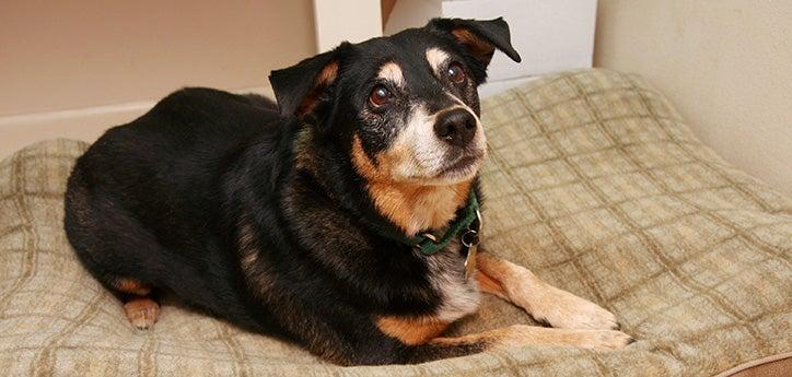 Dog who has been taught to go to his place waiting patiently in that spot