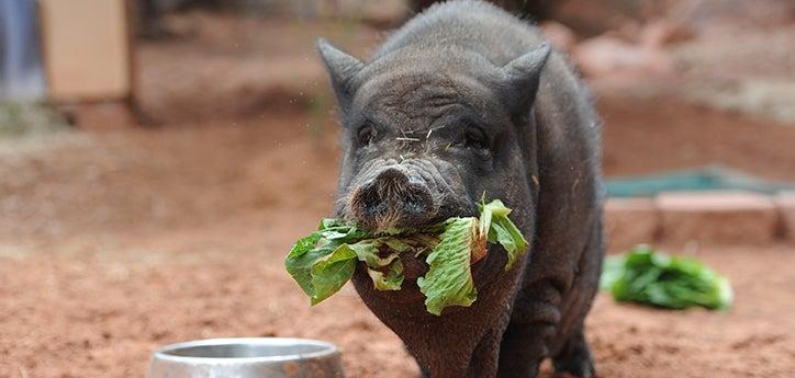 RB the potbellied pig eating some lettuce as part of a healthy pig diet