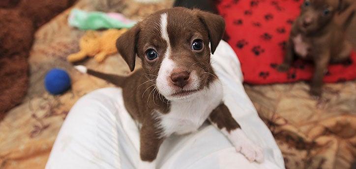 new puppy sitting in a home on soft bedding