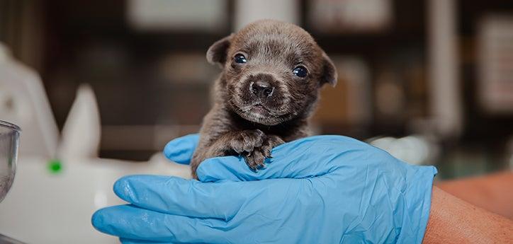 newborn puppy held by a gloved hand