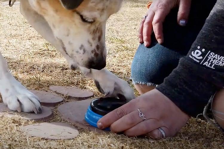 Person training a dog to use a push button