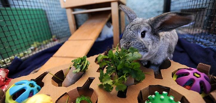 gray bunny with her rabbit toys, including a food and treat puzzle game