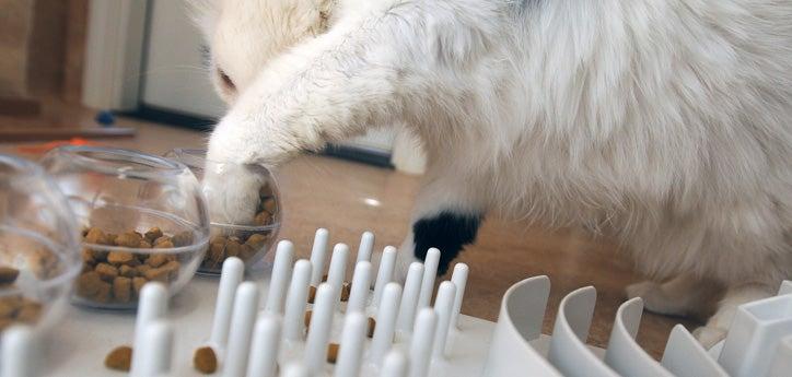 Cat scooping treats out of a glass bowl pet food puzzle