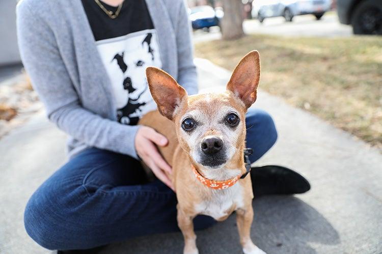 Small dog sitting in person&#039;s lap