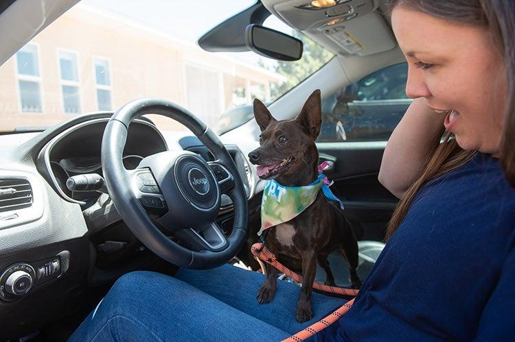 Small black-and-white dog traveling in a car with a woman in the driver&#039;s seat