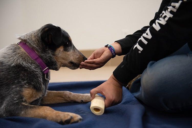 Person teaching a dog to trade using a high-value treat, one of the best dog training tips