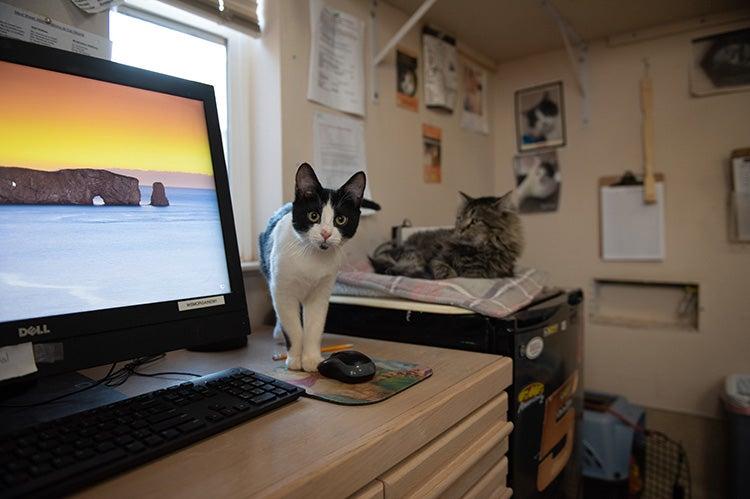 Two cats in an office without a person