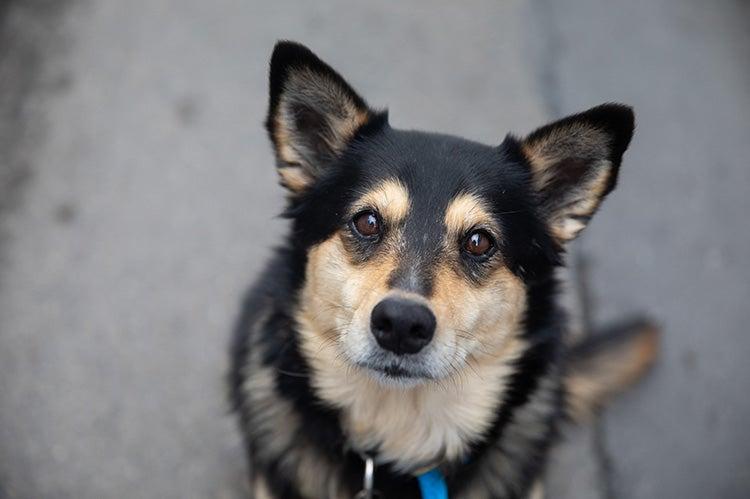 Tricolored dog sitting on a sidewalk looking up