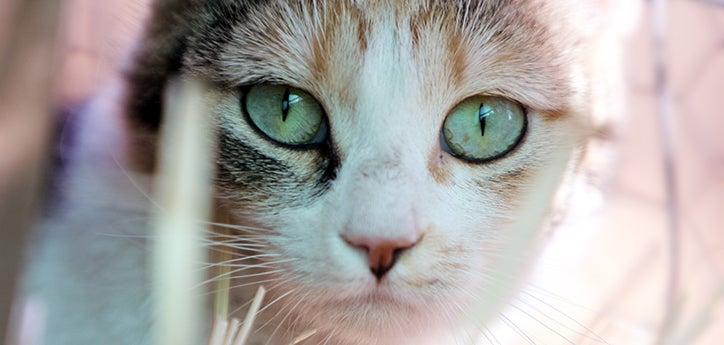 closeup on the face of a calico community cat