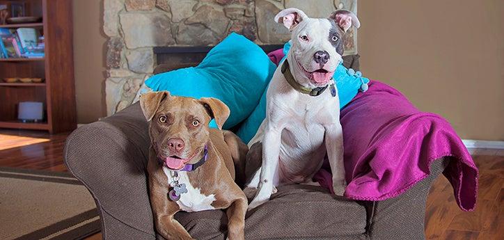 two pit bull terrier-type dogs sitting together in a chair