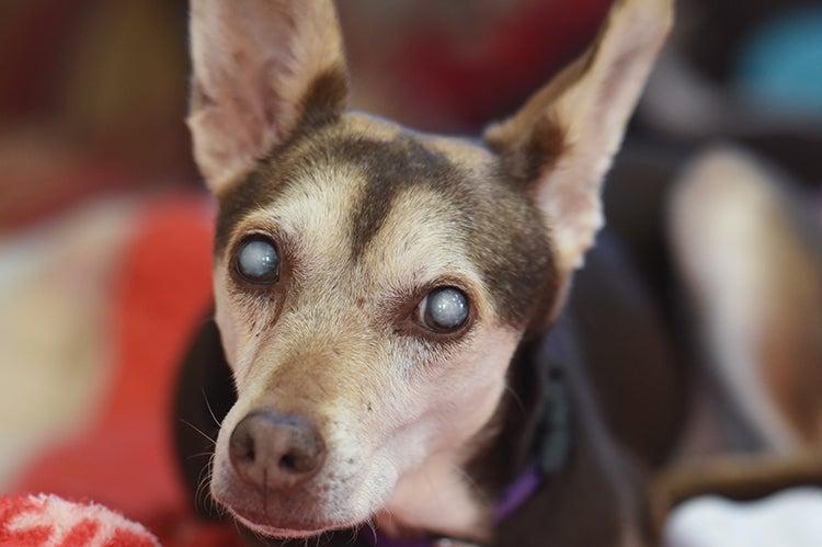 Tan-and-white dog with cataracts in his eyes