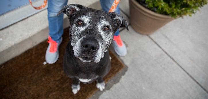 Black senior dog with graying muzzle who has lymphoma sitting at someone&#039;s feet being held on a Best Friends leash