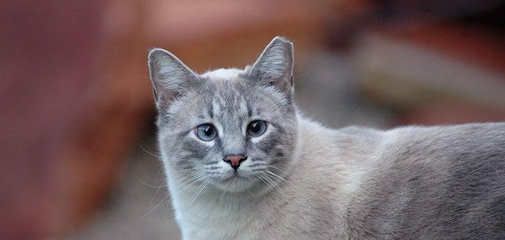 Gray community cat with ear tipped