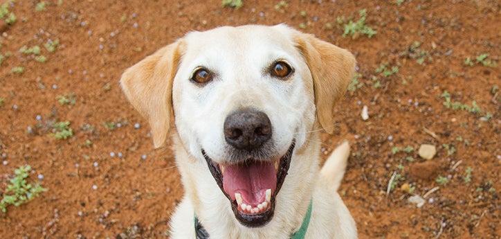 headshot of a smiling yellow Labrador retriever looking up