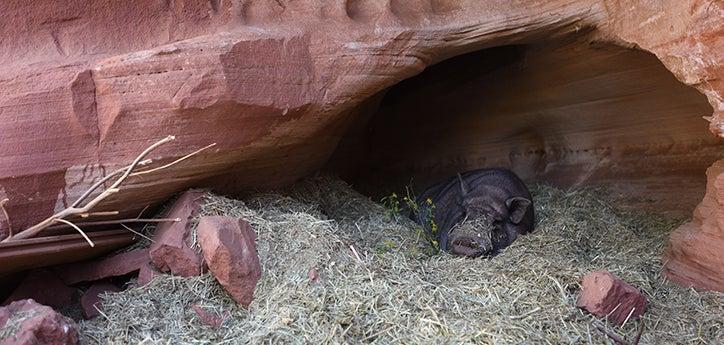 a healthy potbellied pig resting in a cave on some hay