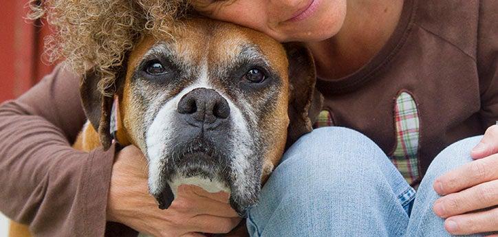 a senior dog with a person