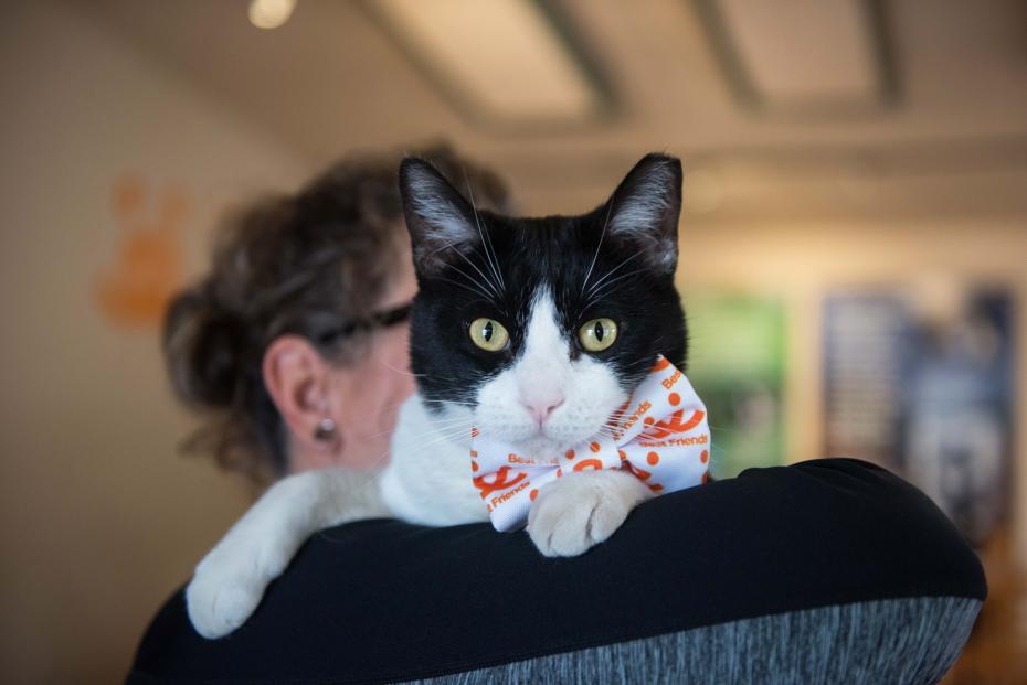 Person holding a black and white cat who is wearing a Best Friends bow tie