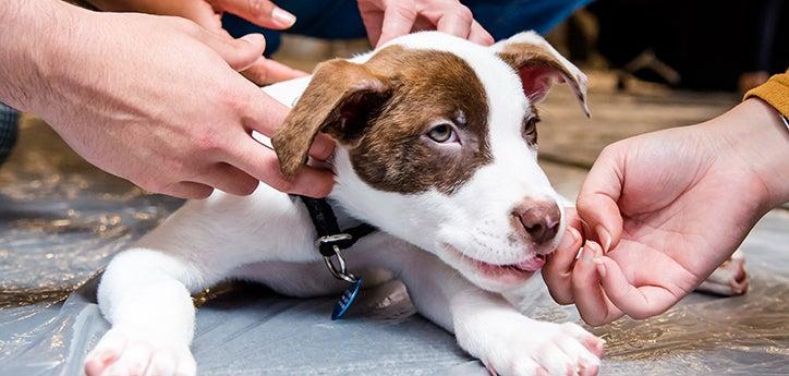 Multiple people petting a brown-and-white puppy as part of the puppy socialization plan