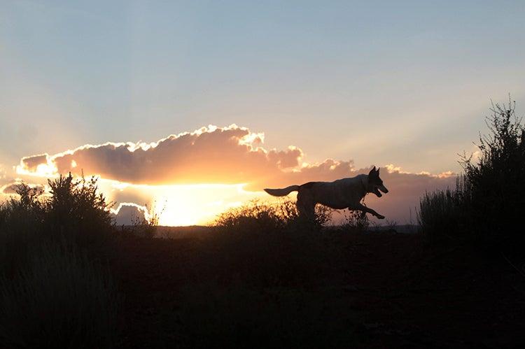 Silhouette of dog running with a sunset behind her