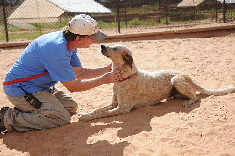 man teaching dog how to lie down and stay