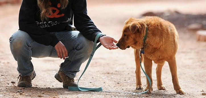 Woman who is teaching this dog to come