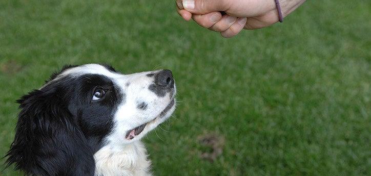 Black-and-white dog learning the leave it command