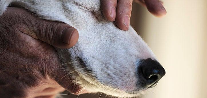 White dog who is sensitive to touch being handled in a positive manner with head pats