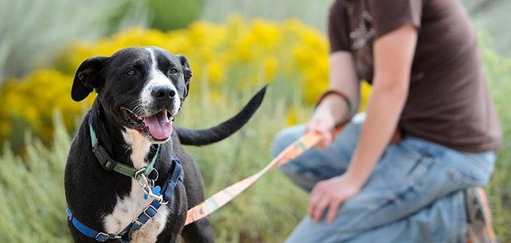 person sitting next to black-and-white dog