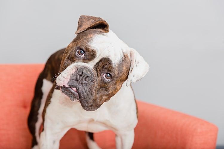 Trevor, a brown and white dog tilting his head