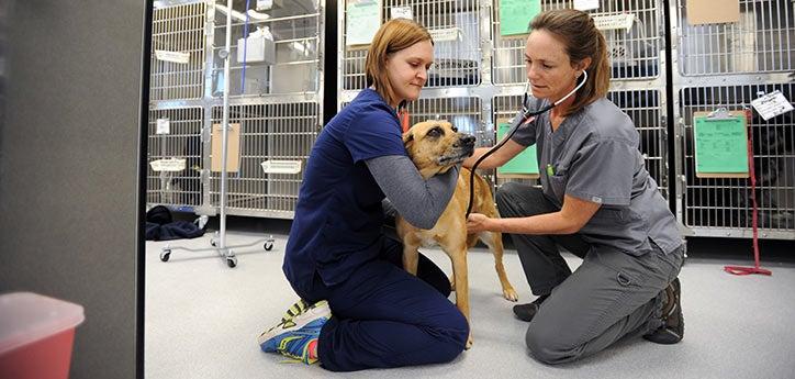 Dog being handled by a vet tech while being examined by a veterinarian