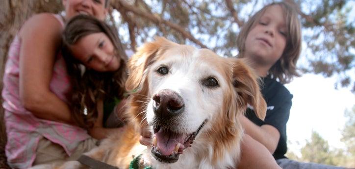 Young volunteers working with a shelter dog