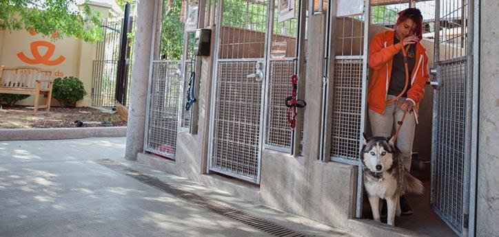 dog being taught to wait at a kennel door