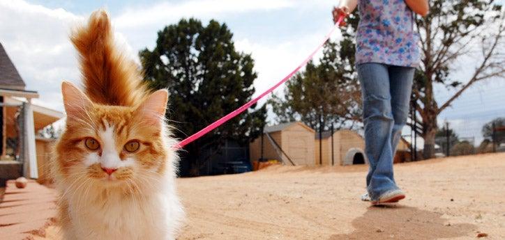 Woman walking a cat on leash