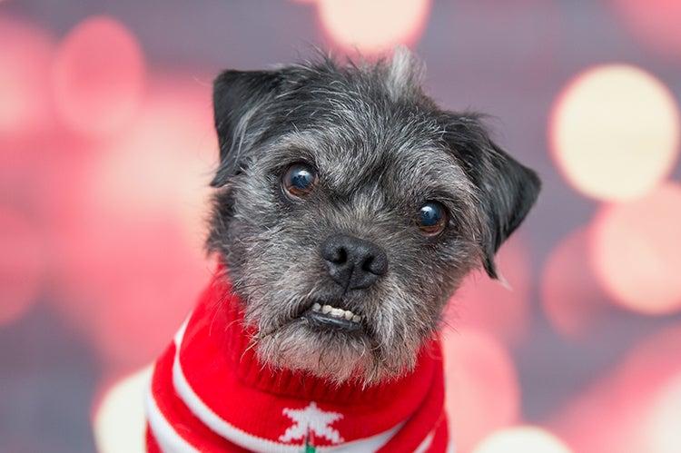 Small dog wearing a red sweater to keep warm in cold weather