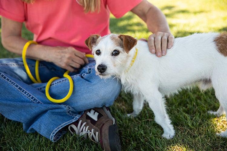 Person petting a somewhat scared looking terrier