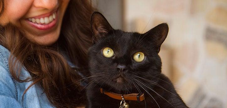 black cat sitting with a person