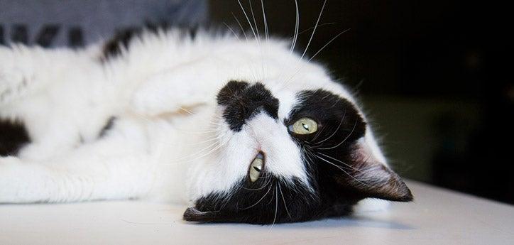 Tuxedo cat whose person used cat behavior modification to calm his anxiety