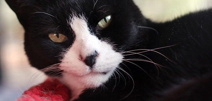 closeup of a black-and-white cat&#039;s face