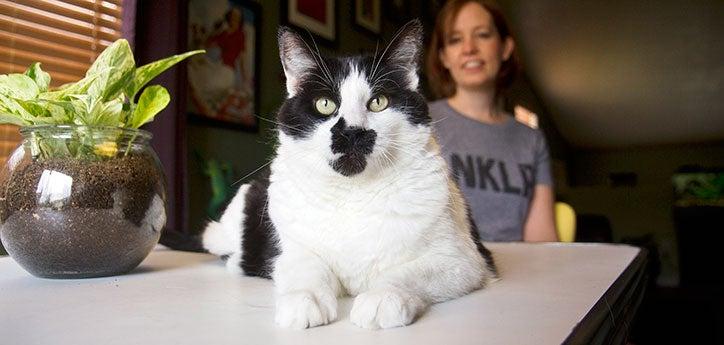 White-and-black cat is sitting with his person. As a kitten, this cat wasn&#039;t using the litter box, but the problem has since been fixed.