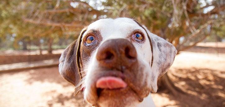 Dog with tongue sticking out who received training to correct his urine marking in the house behavior