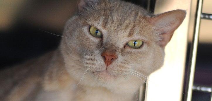 headshot of an orange cat