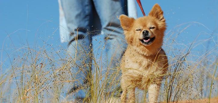 Well-behaved dog walking on a leash with person&#039;s legs showing