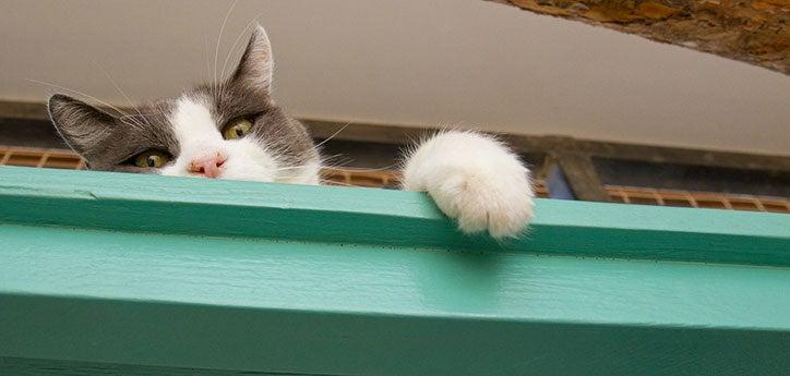 gray-and-white cat showing he is not a declawed cat by holding his paw over a ledge