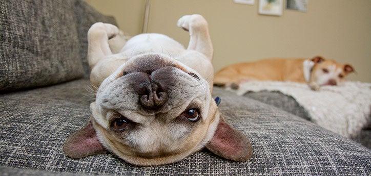 Healthy dog lying on her back relaxing comfortably