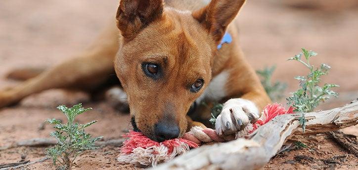 Dog chewing on rope. Providing chew toys can help solve some dog behavior problems like inappropriate chewing out of boredom.