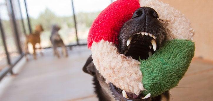 dog playing with a ring dog toy